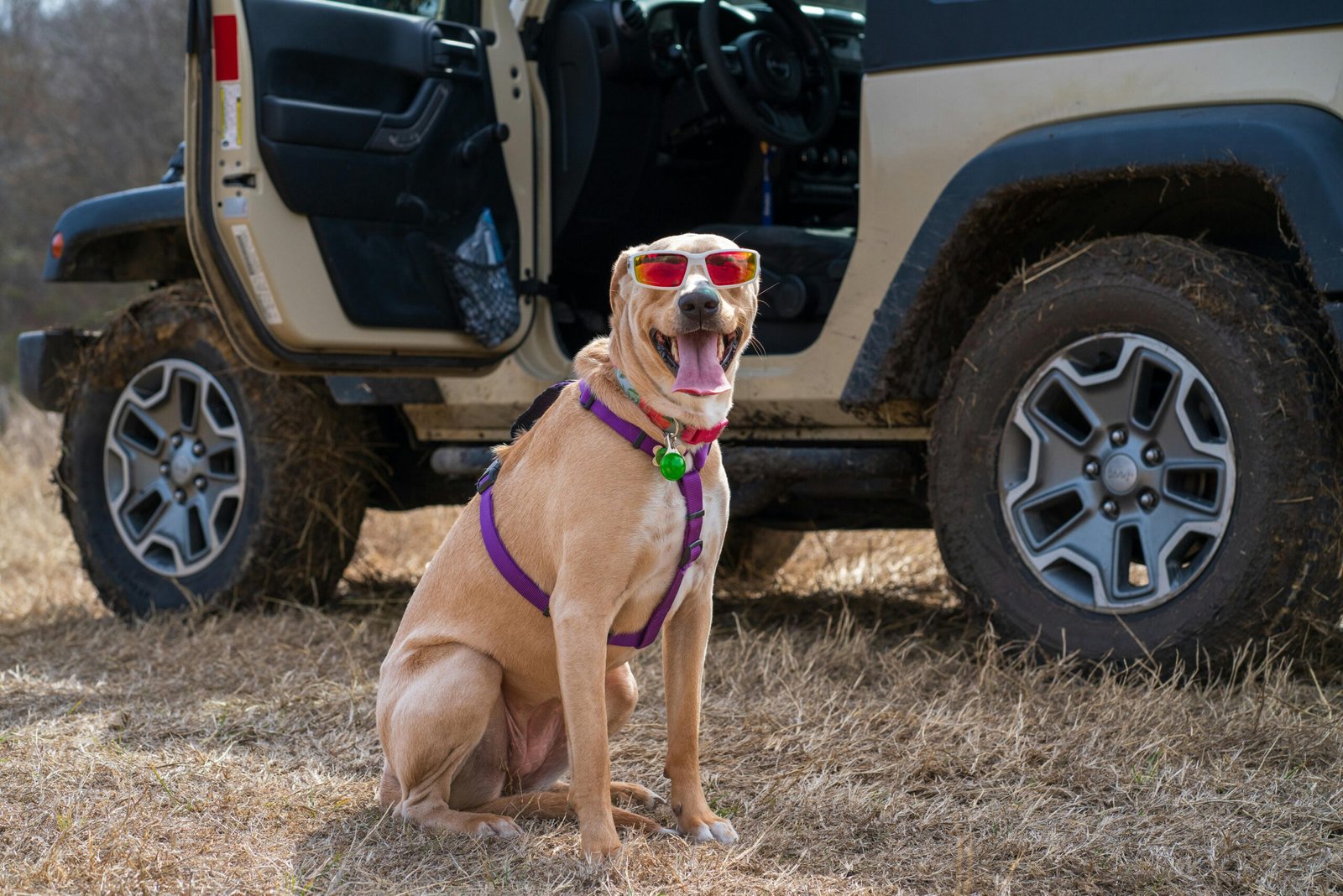 Step 2: Must-Have Dog Gear – PupHabits Essentials for New Owners Starter gear for new dog owners including leash, harness, crate, and toys