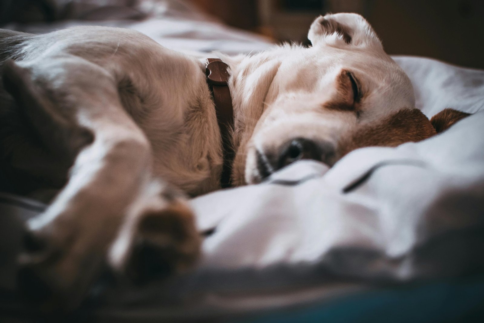 Step 4: Build a Healthy Routine – PupHabits Daily Dog Schedule Puppy sleeping peacefully on a cozy bed after a full day of routines
