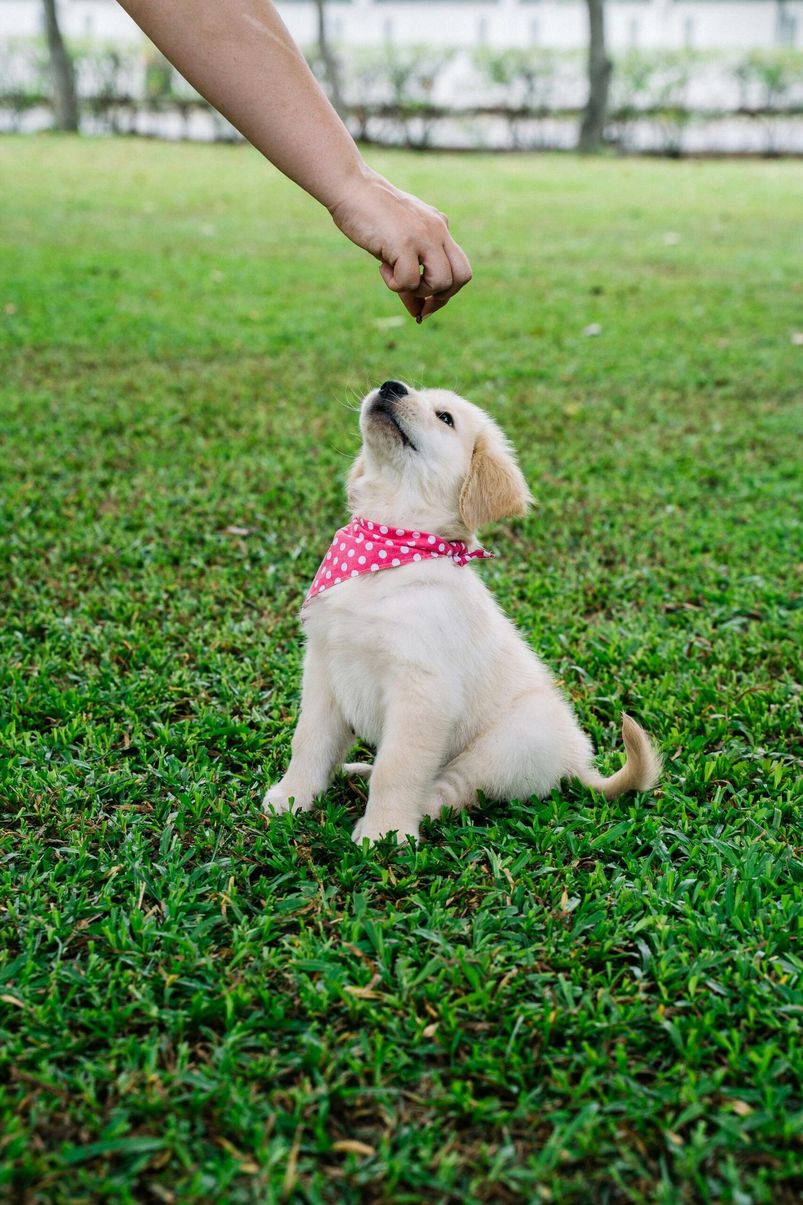 Dog Training Basics – PupHabits Dog training image